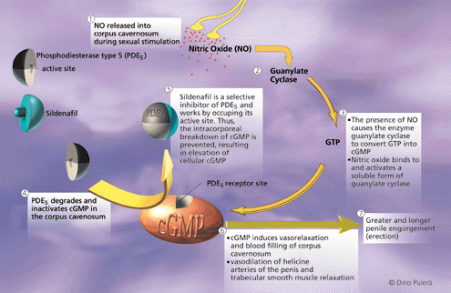 Treatment of Erectile Dysfunction Part II HealthPlexus